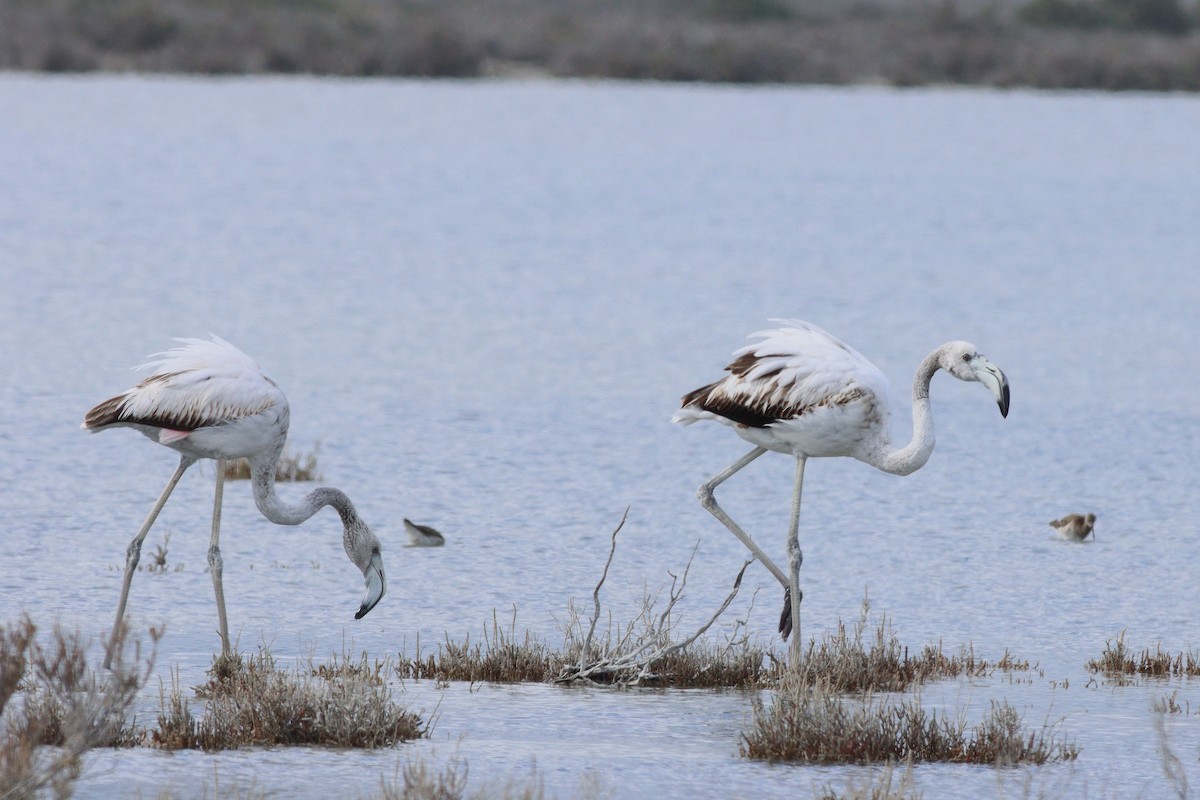 Greater Flamingo - Martijn Renders