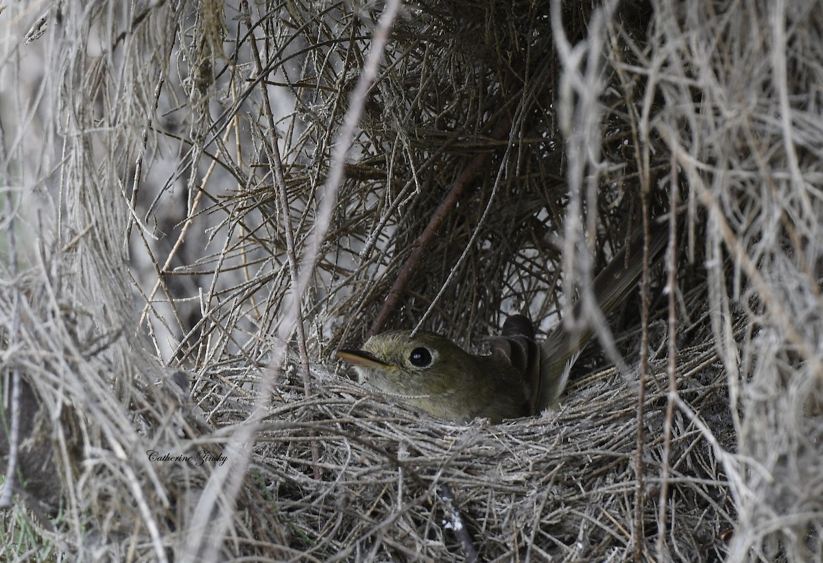 Western Flycatcher - Catherine Zinsky