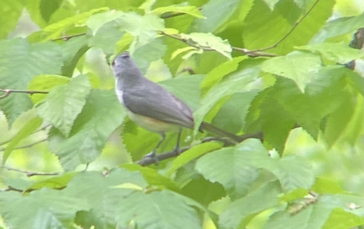 Tufted Titmouse - Monica Powers