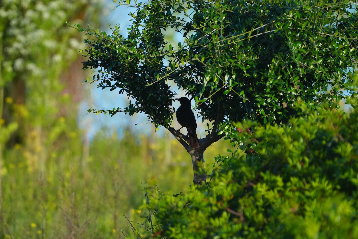Eurasian Blackbird - Victoriano Mora Morillo