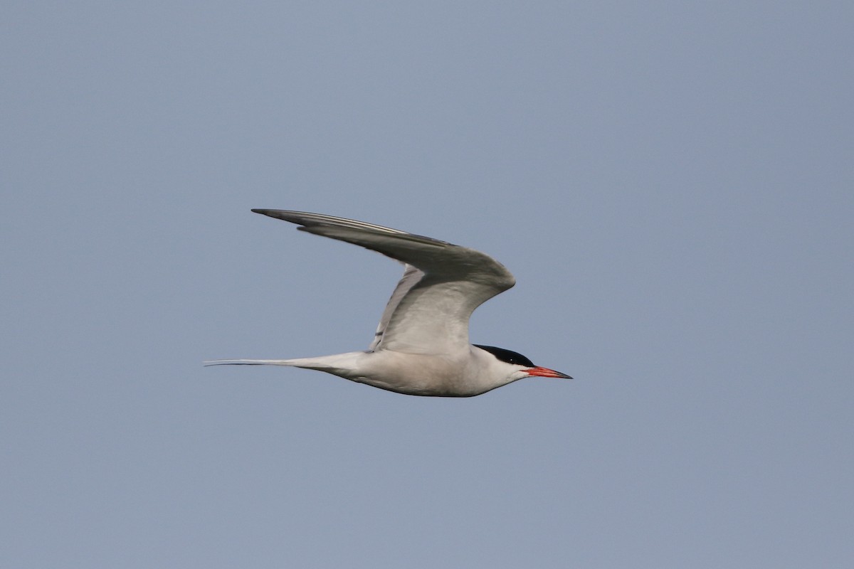 Common Tern - Mark Stanley