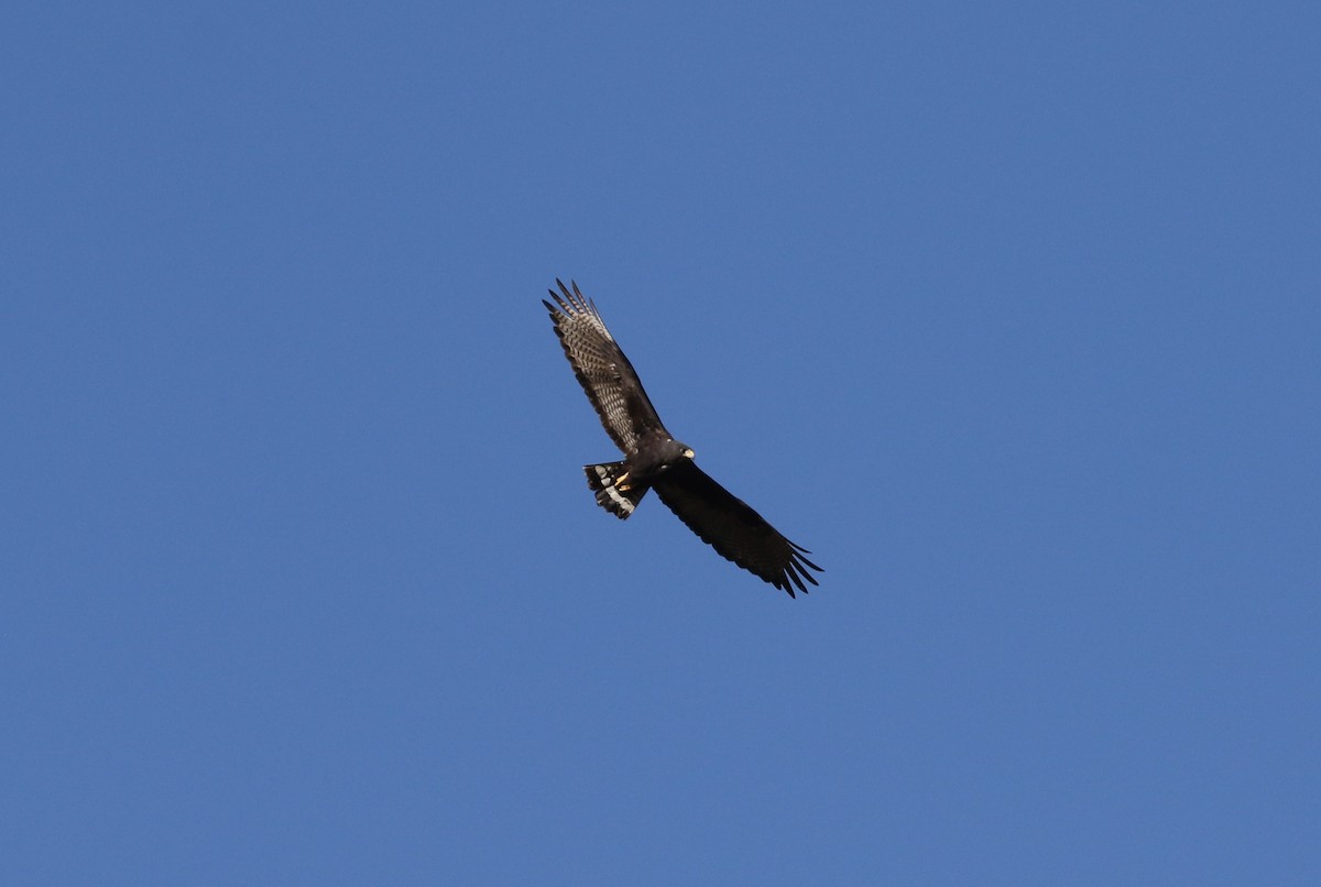 Zone-tailed Hawk - James (Jim) Holmes