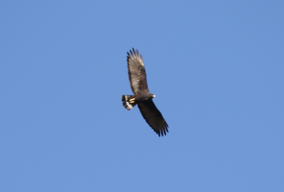 Zone-tailed Hawk - James (Jim) Holmes