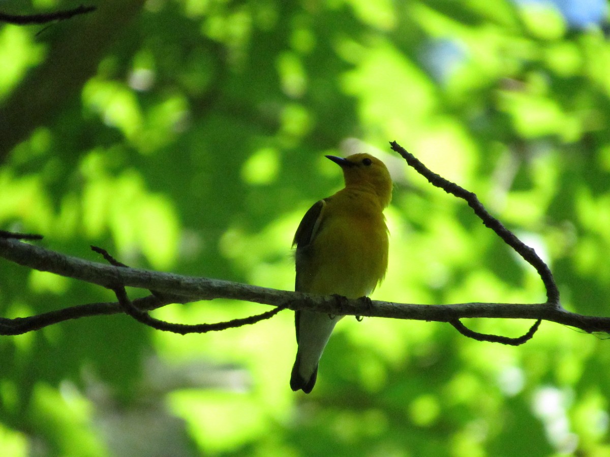 Prothonotary Warbler - ML619141875