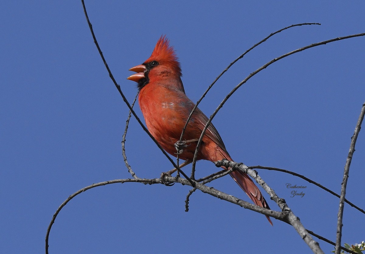 Northern Cardinal - Catherine Zinsky