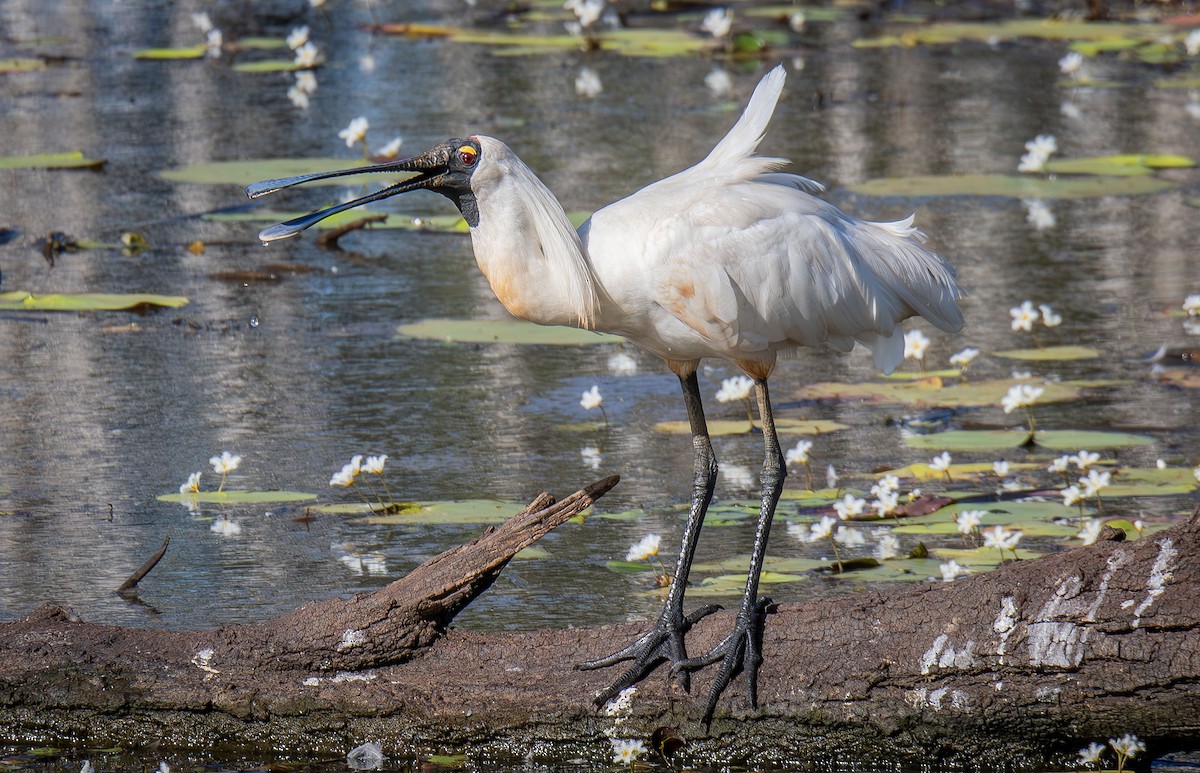 Royal Spoonbill - Philip Griffin