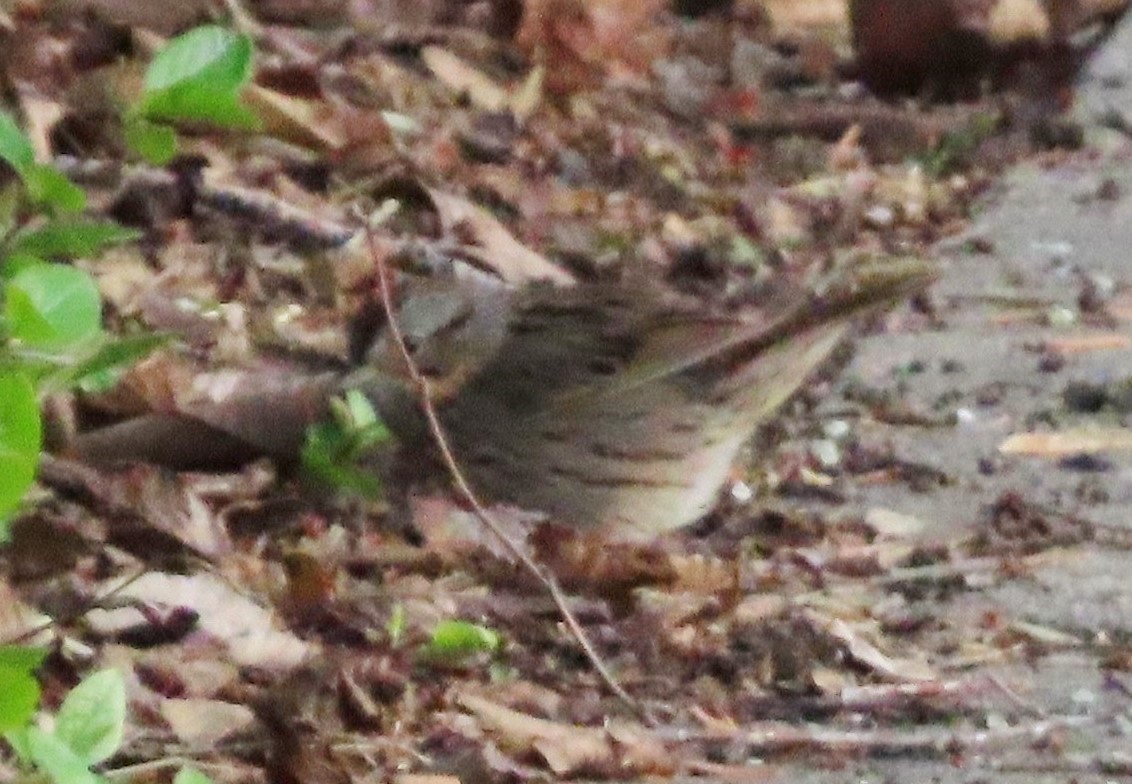 Lincoln's Sparrow - Fran Kerbs