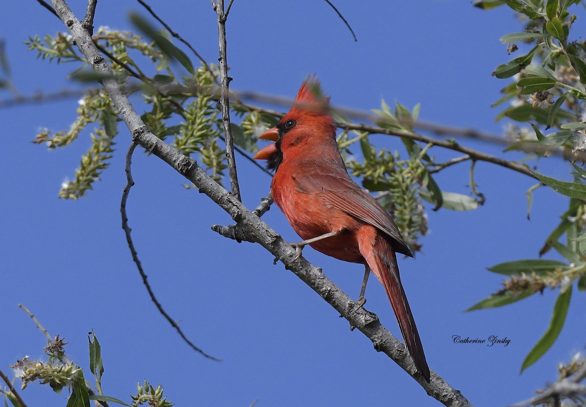 Northern Cardinal - Catherine Zinsky