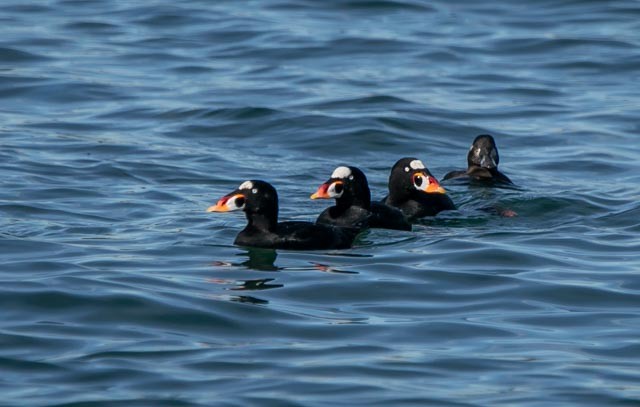 Surf Scoter - ML619141912