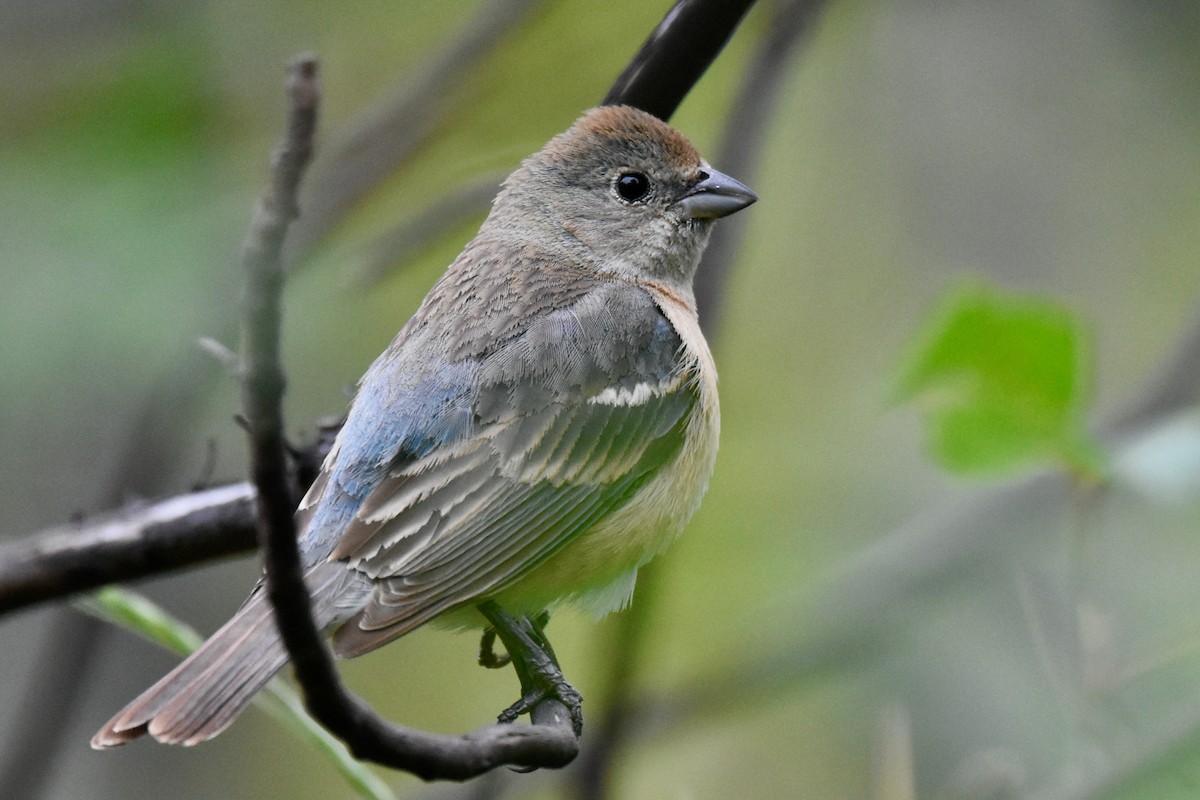 Passerin azuré - ML619141917