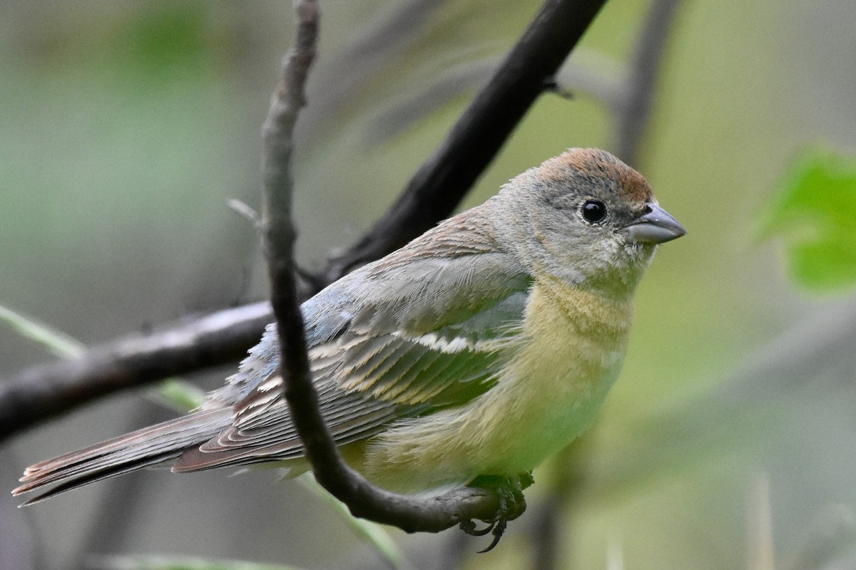 Passerin azuré - ML619141918