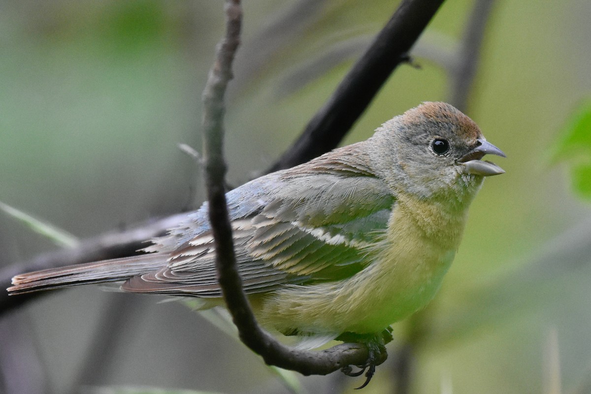 Passerin azuré - ML619141919