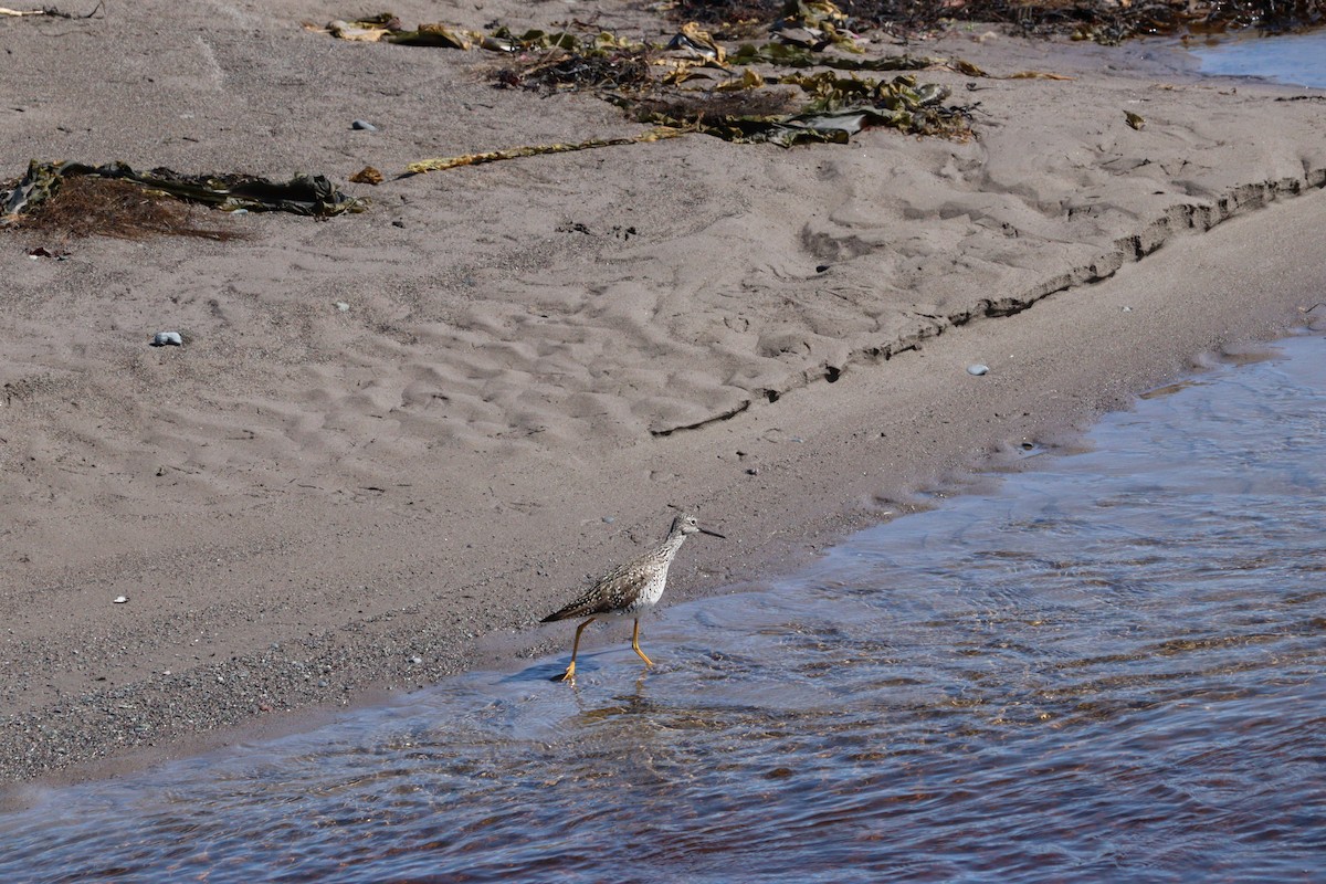 Greater Yellowlegs - ML619141926