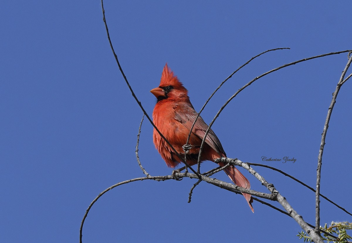 Northern Cardinal - Catherine Zinsky