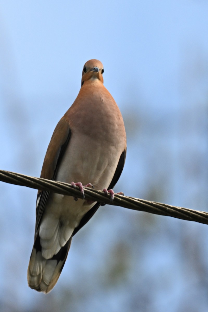 Zenaida Dove - James Cosgrove