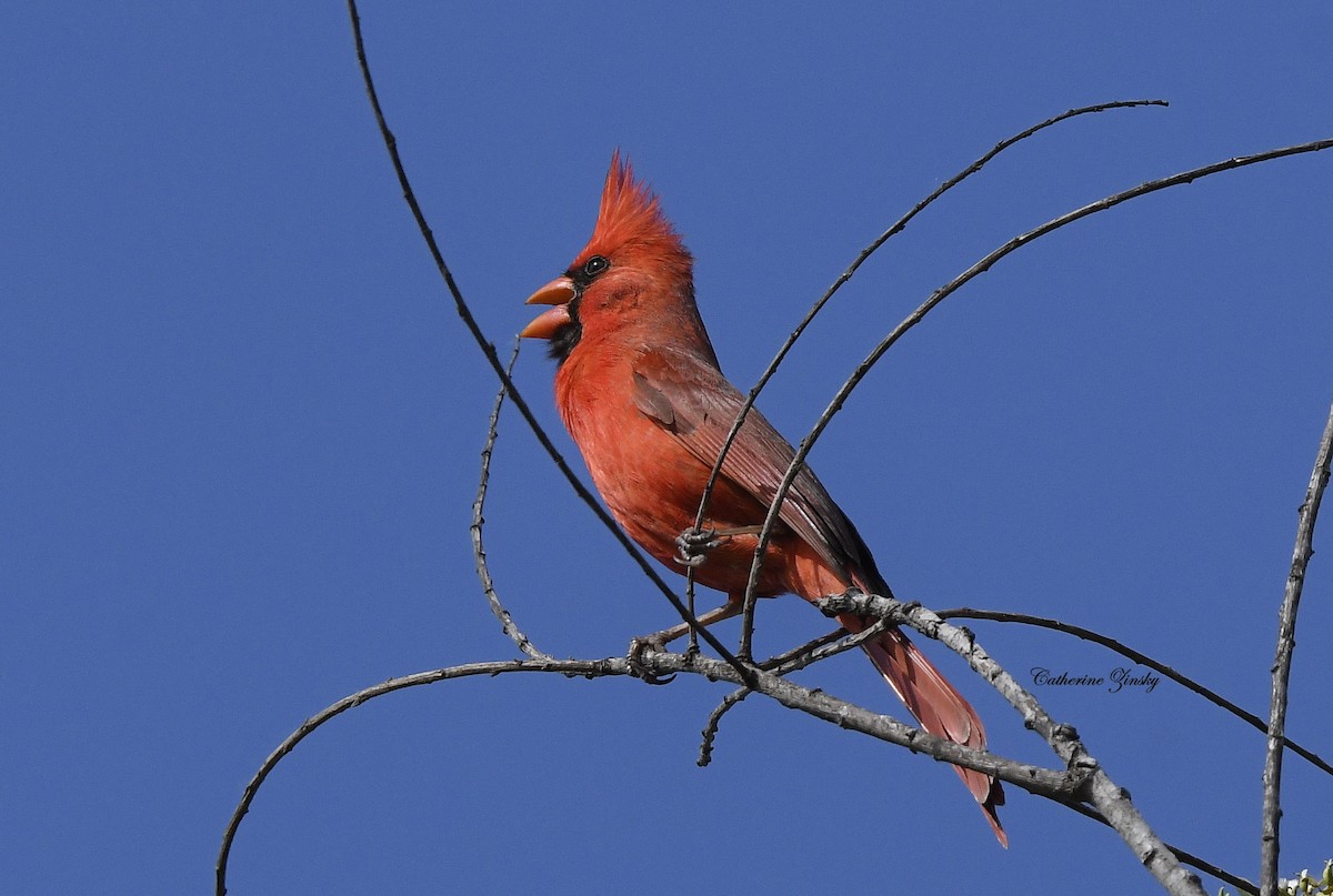 Northern Cardinal - Catherine Zinsky