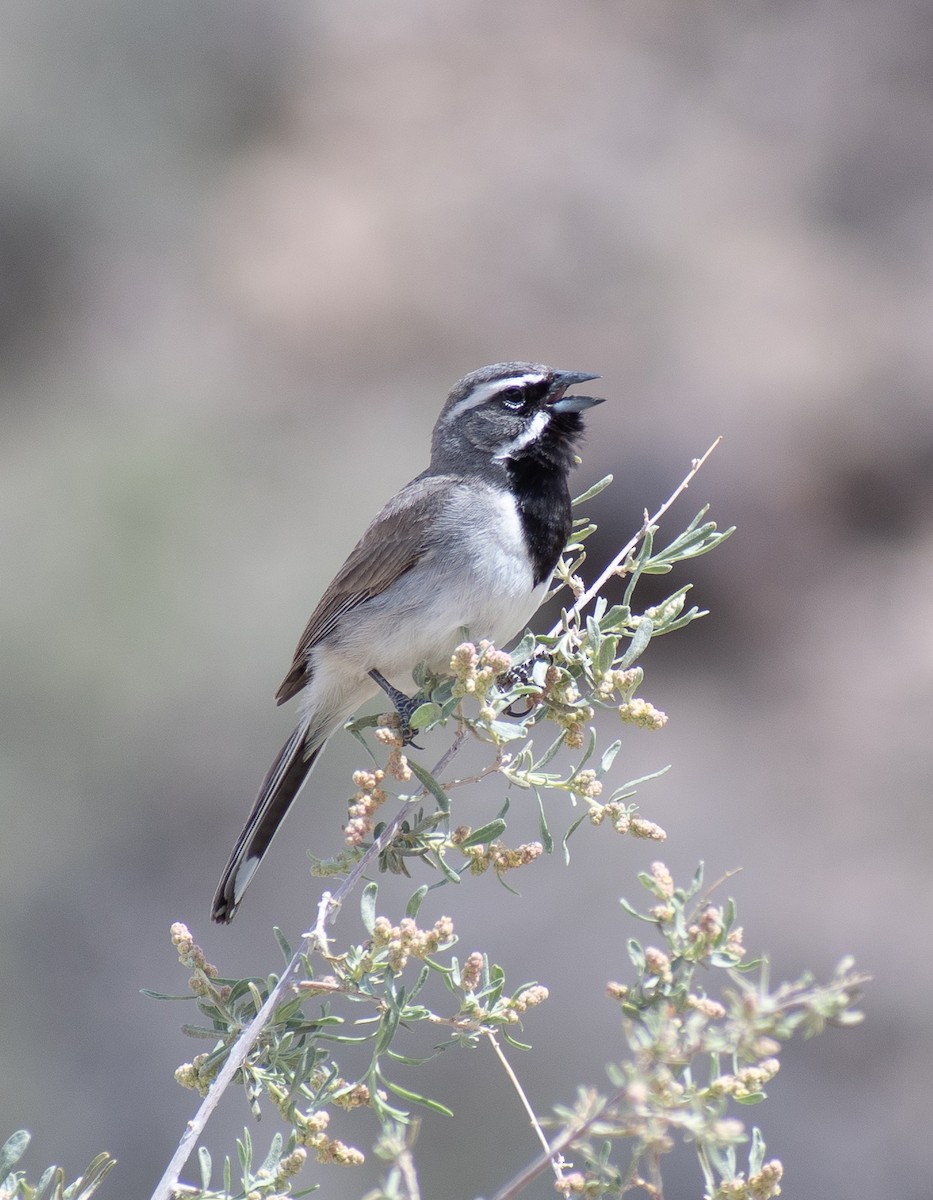 Black-throated Sparrow - Lynda Elkin