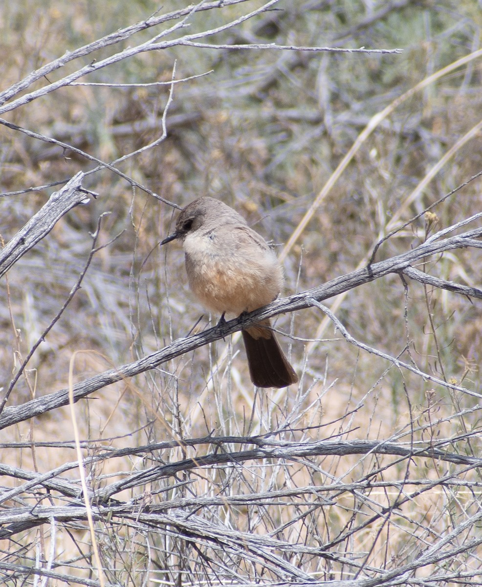 Say's Phoebe - ML619141973