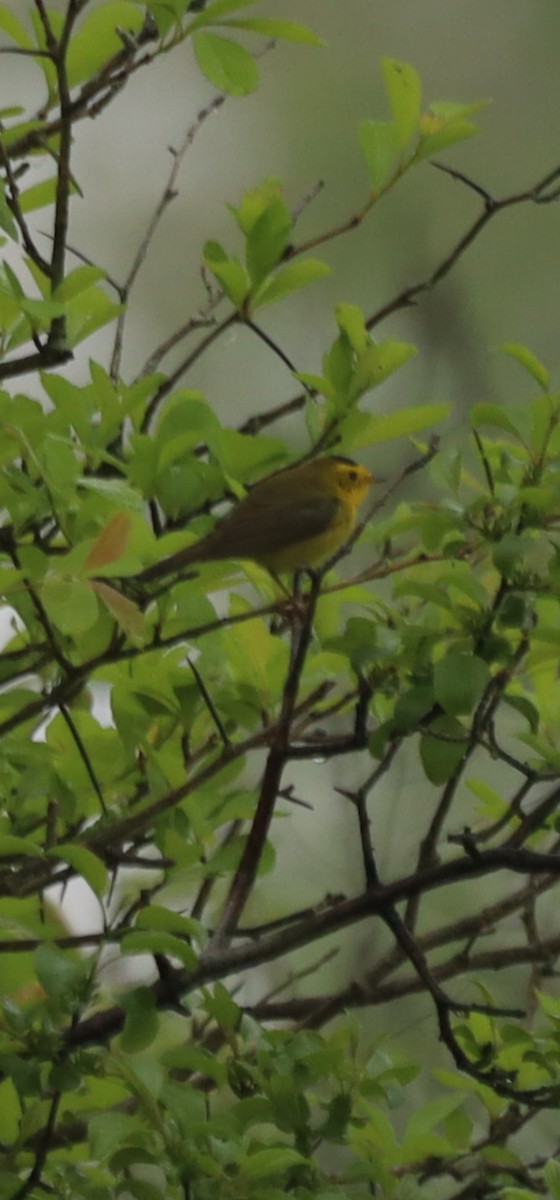 Wilson's Warbler - ML619141978