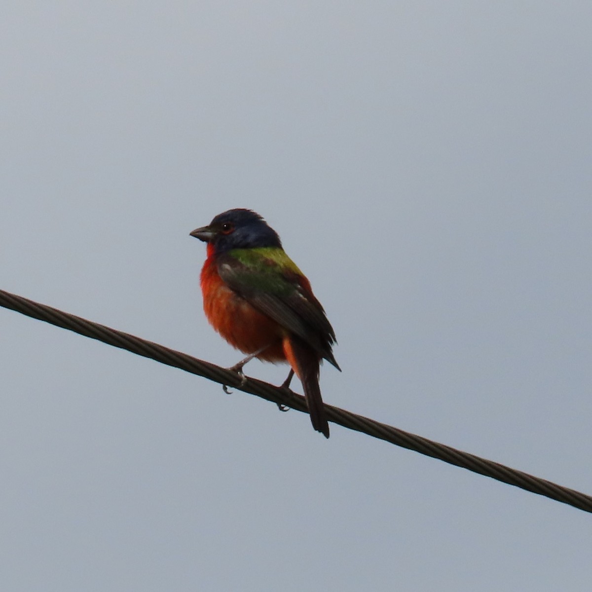 Painted Bunting - Mackenzie Goldthwait