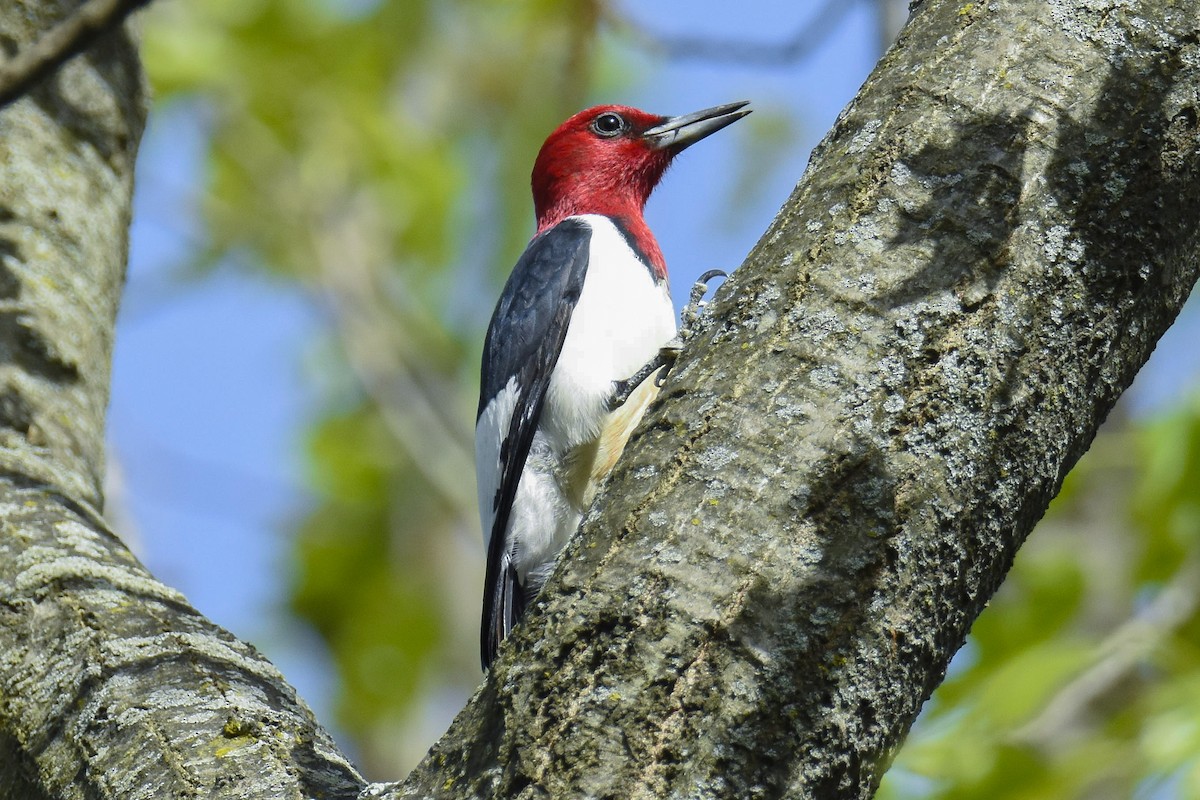 Red-headed Woodpecker - Angelo DelloMargio