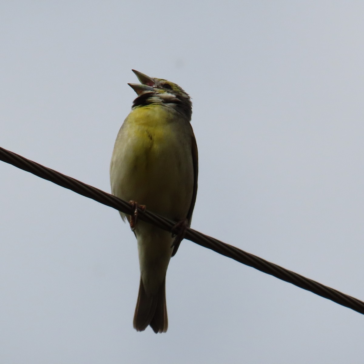 Dickcissel - Mackenzie Goldthwait