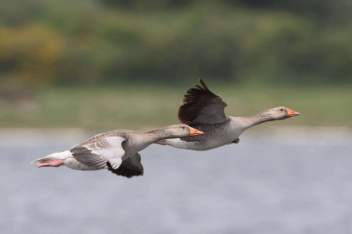 Graylag Goose - Mark Stanley