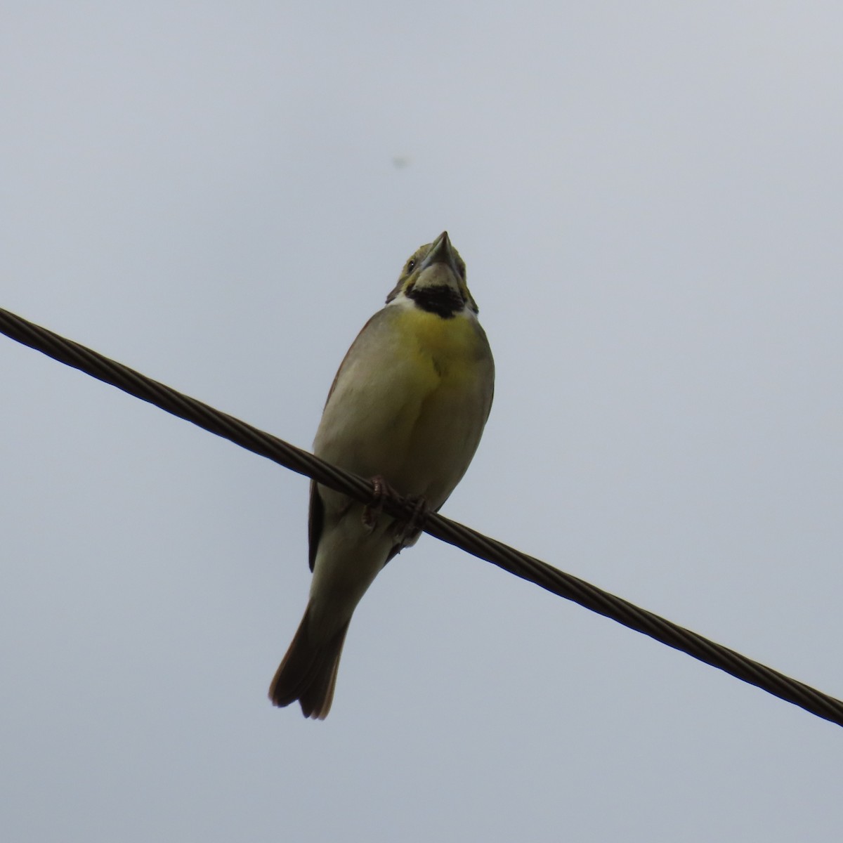 Dickcissel - Mackenzie Goldthwait