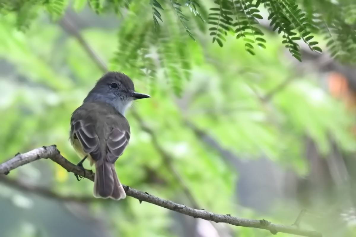 Lesser Antillean Flycatcher - ML619142065