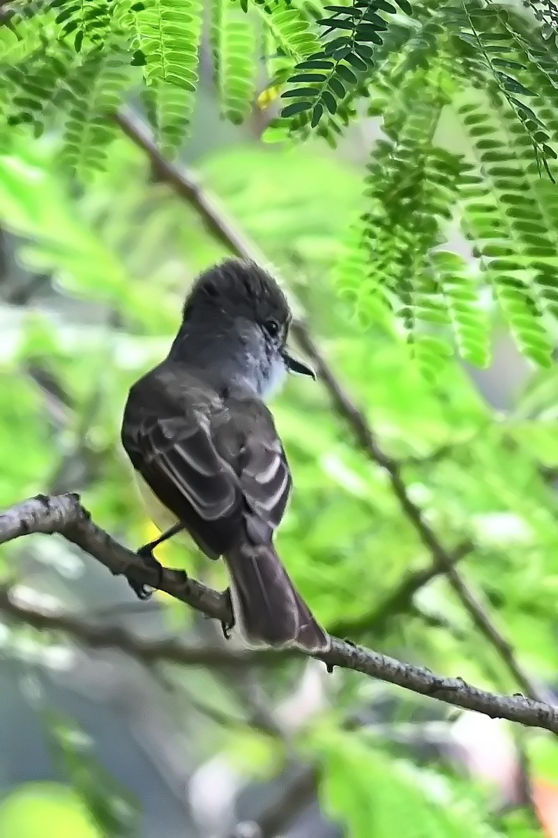 Lesser Antillean Flycatcher - James Cosgrove