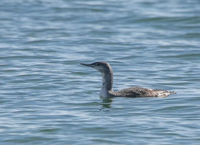 Red-throated Loon - Hoeckman's Wildlife