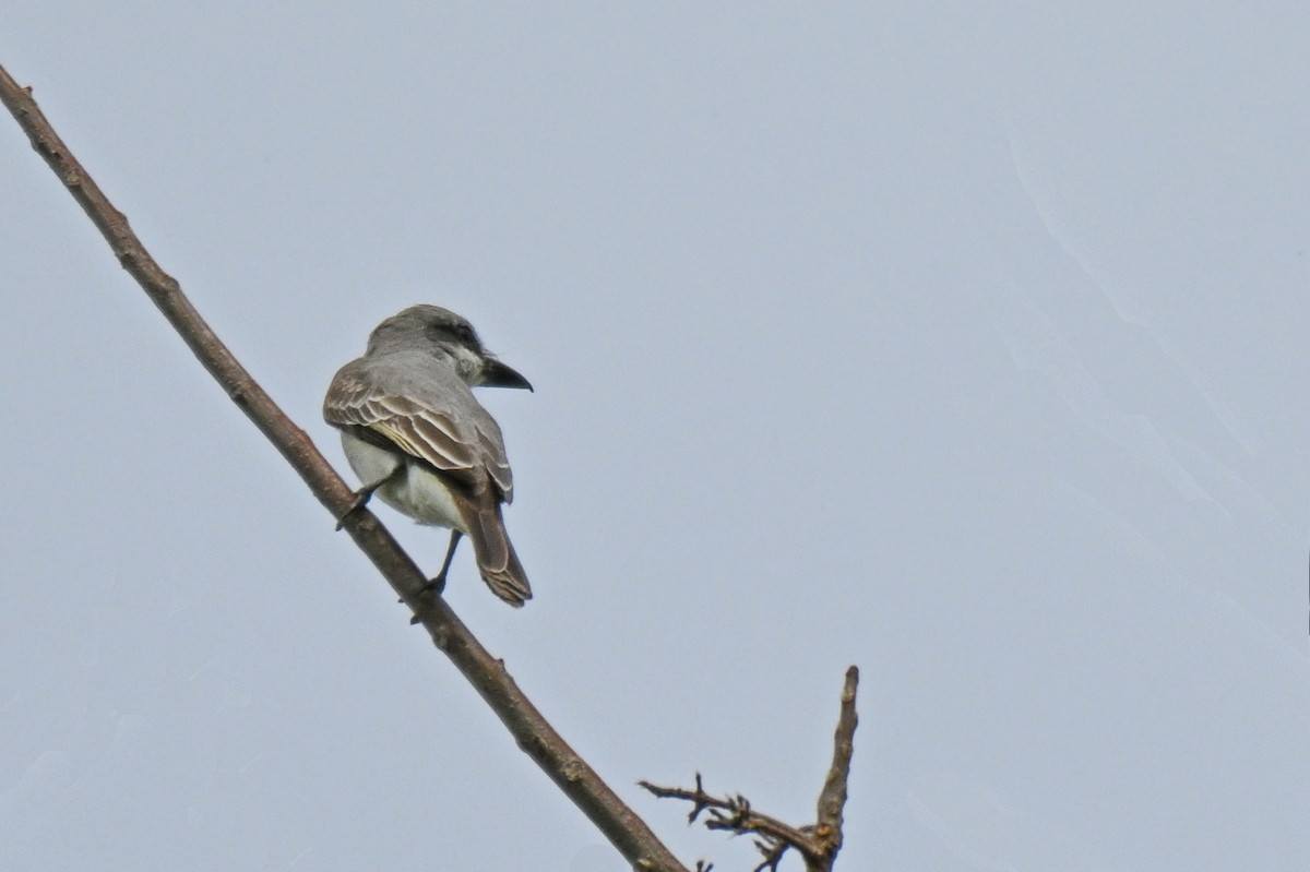 Gray Kingbird - James Cosgrove