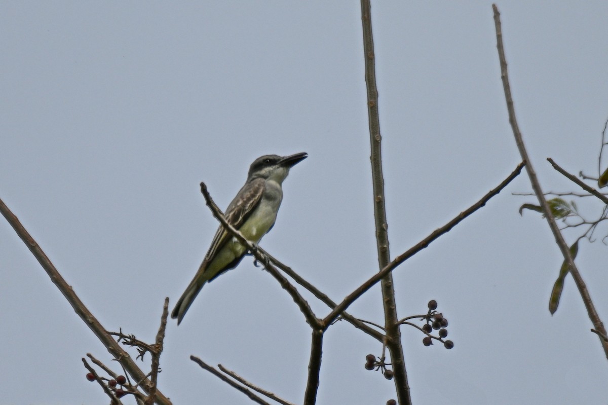 Gray Kingbird - James Cosgrove