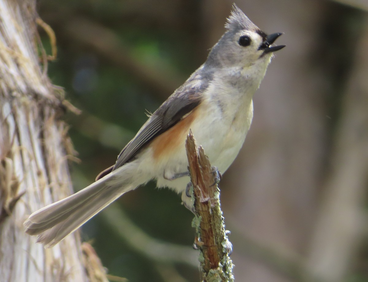 Tufted Titmouse - Brian Hinds