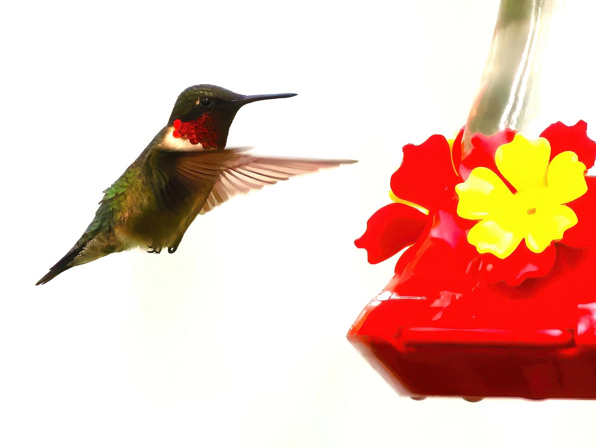 Ruby-throated Hummingbird - ML619142150