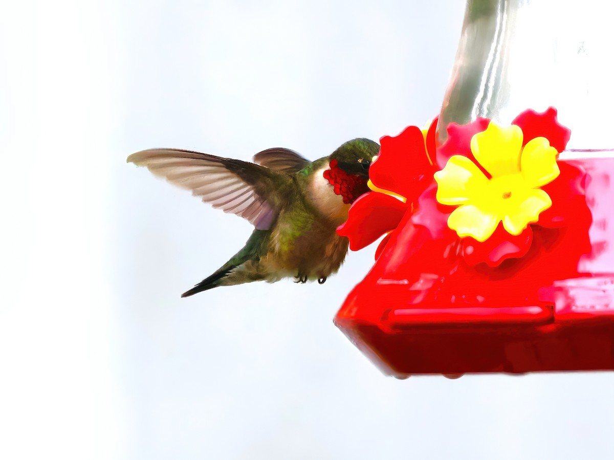 Ruby-throated Hummingbird - ML619142152