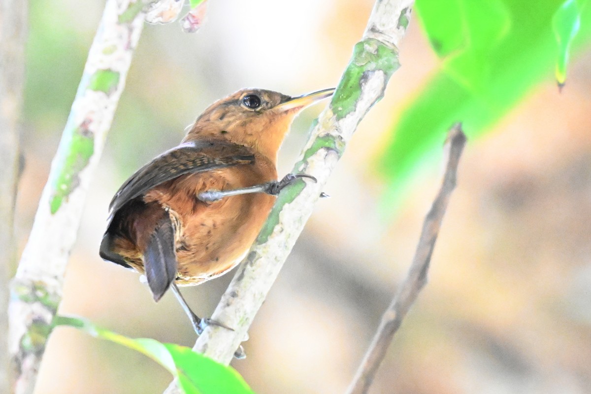 House Wren - ML619142174