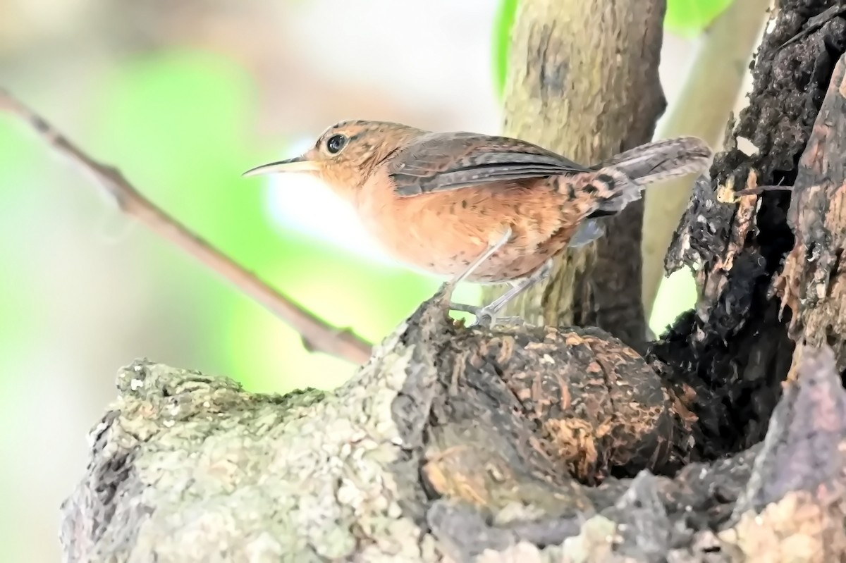 House Wren - James Cosgrove