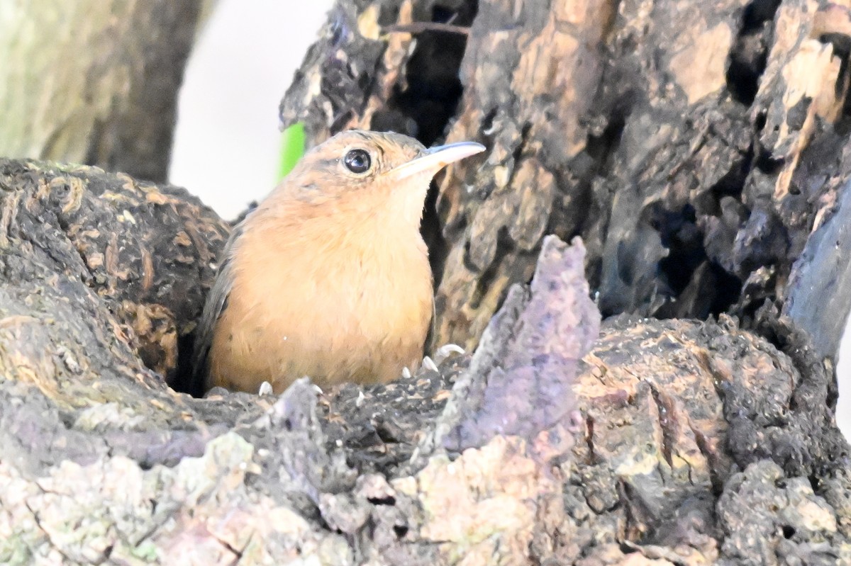 House Wren - James Cosgrove