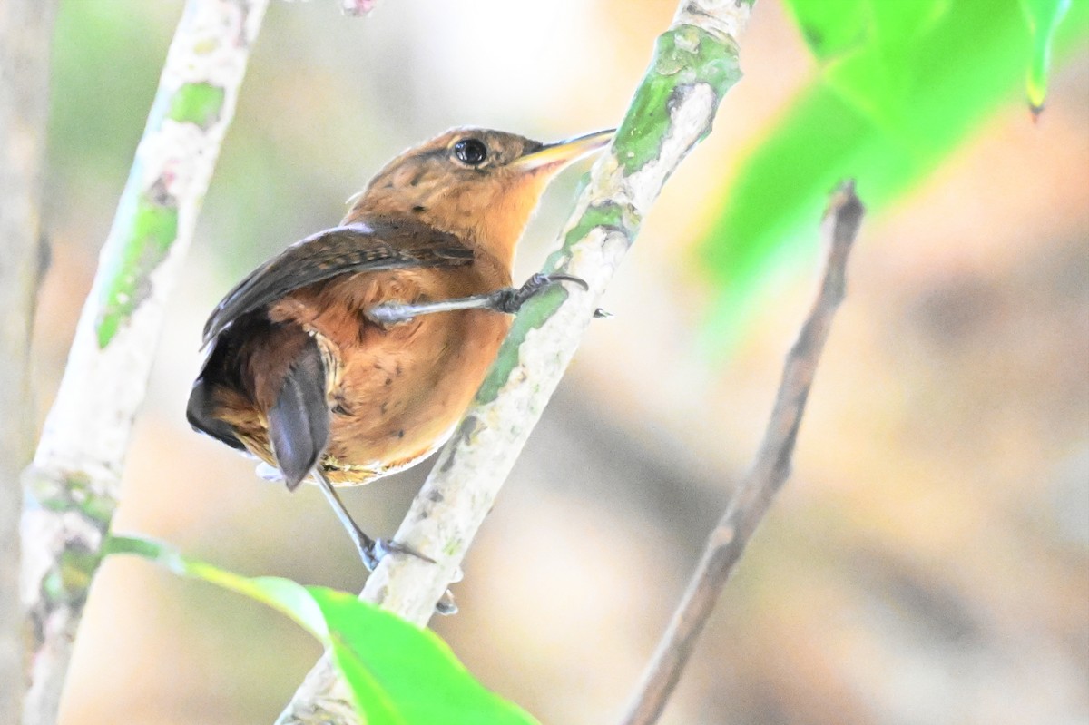 House Wren - ML619142177