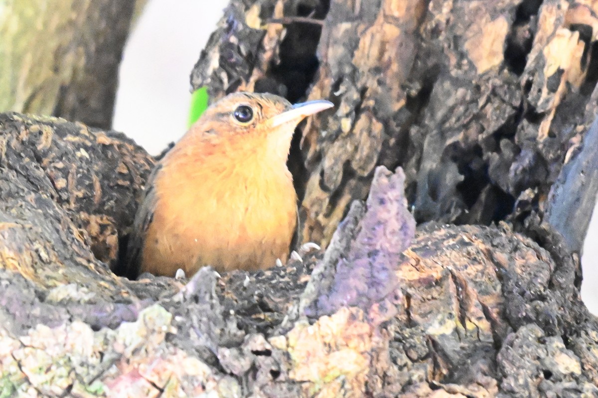 House Wren - James Cosgrove