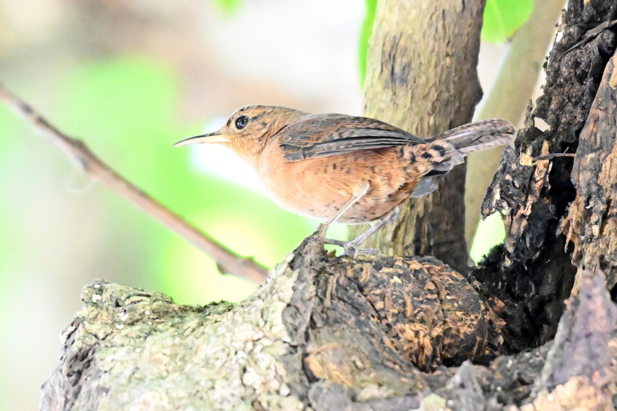 House Wren - James Cosgrove