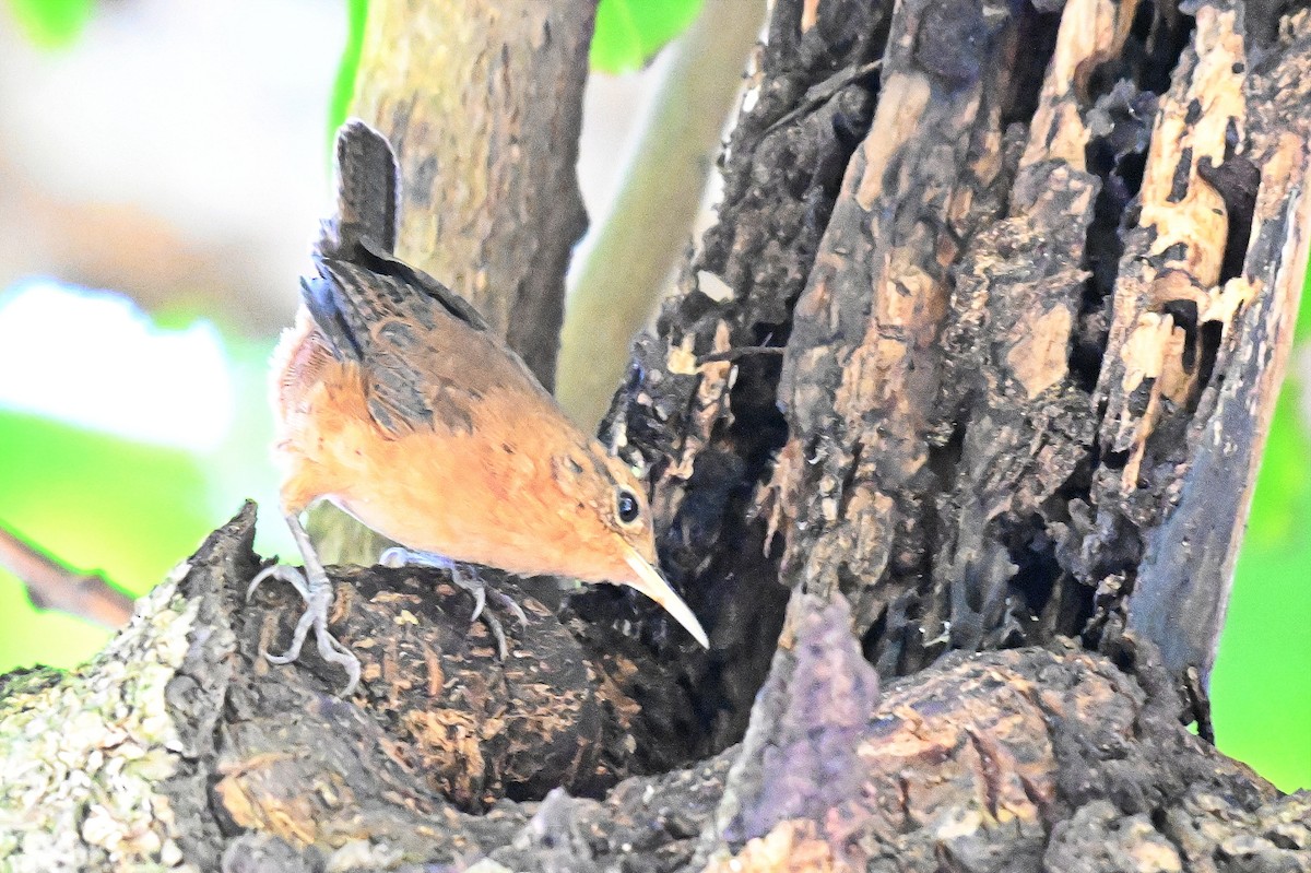 House Wren - ML619142182