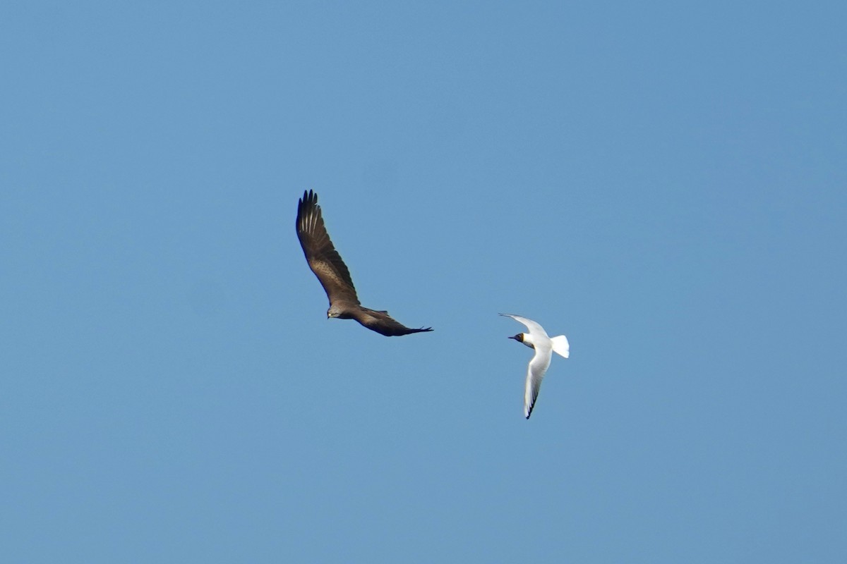 Black Kite - Moritz Schalk