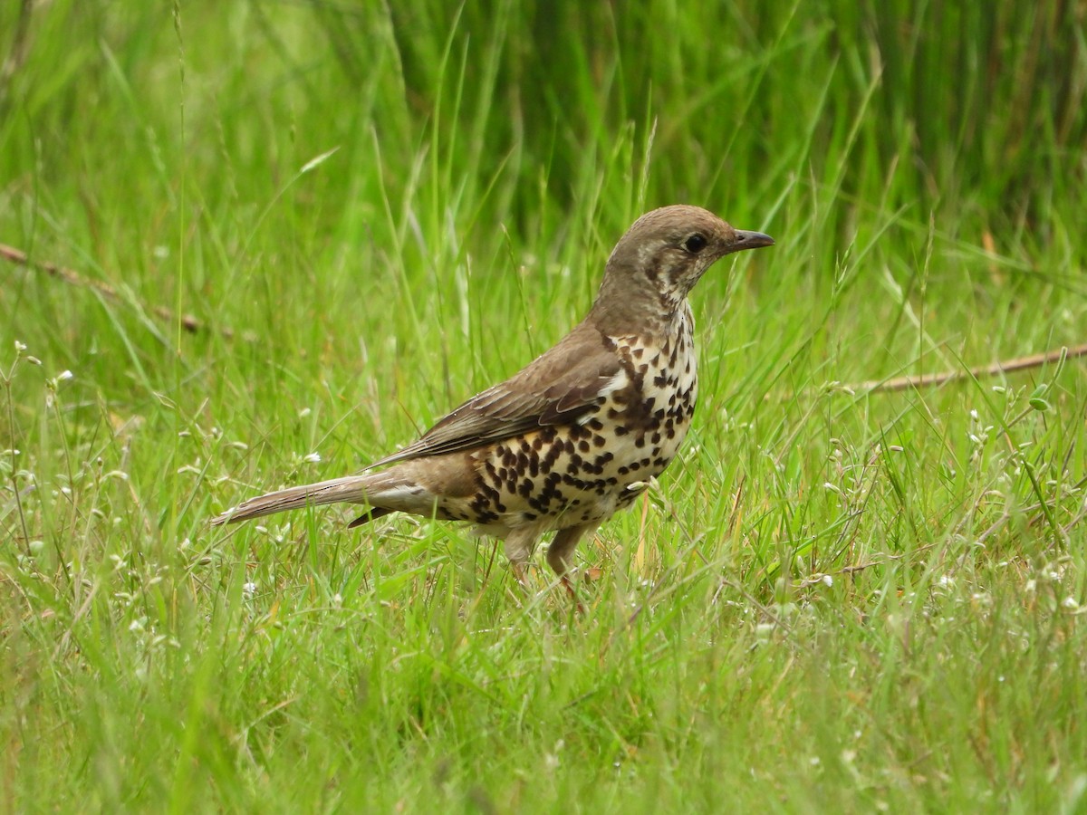 Mistle Thrush - ML619142200