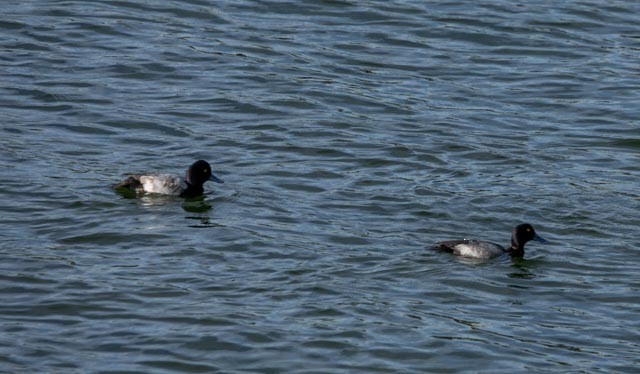 Lesser Scaup - Hoeckman's Wildlife