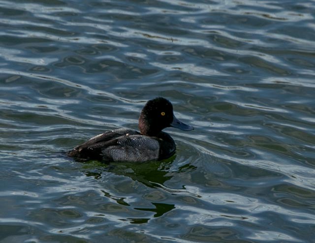 Lesser Scaup - Hoeckman's Wildlife