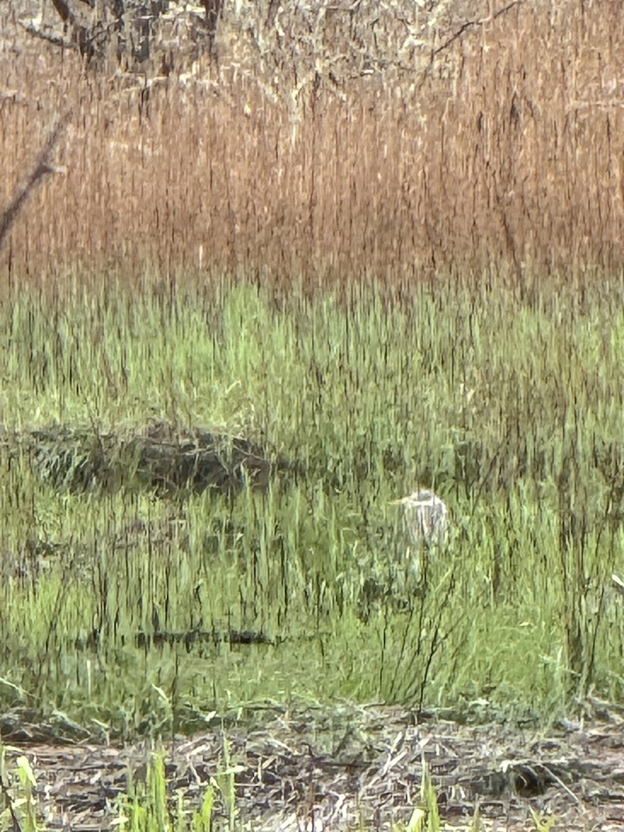 Great Blue Heron - Brandi Sikorski