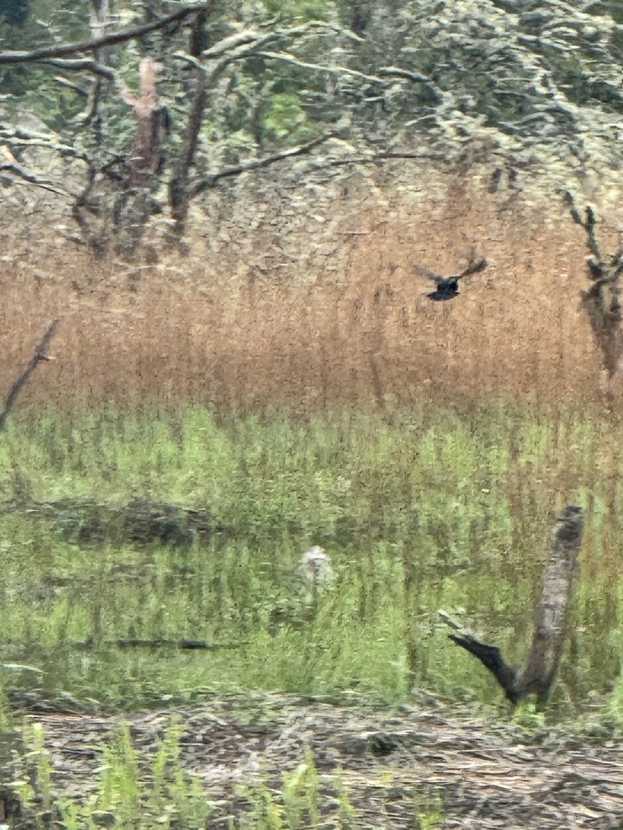 Great Blue Heron - ML619142219