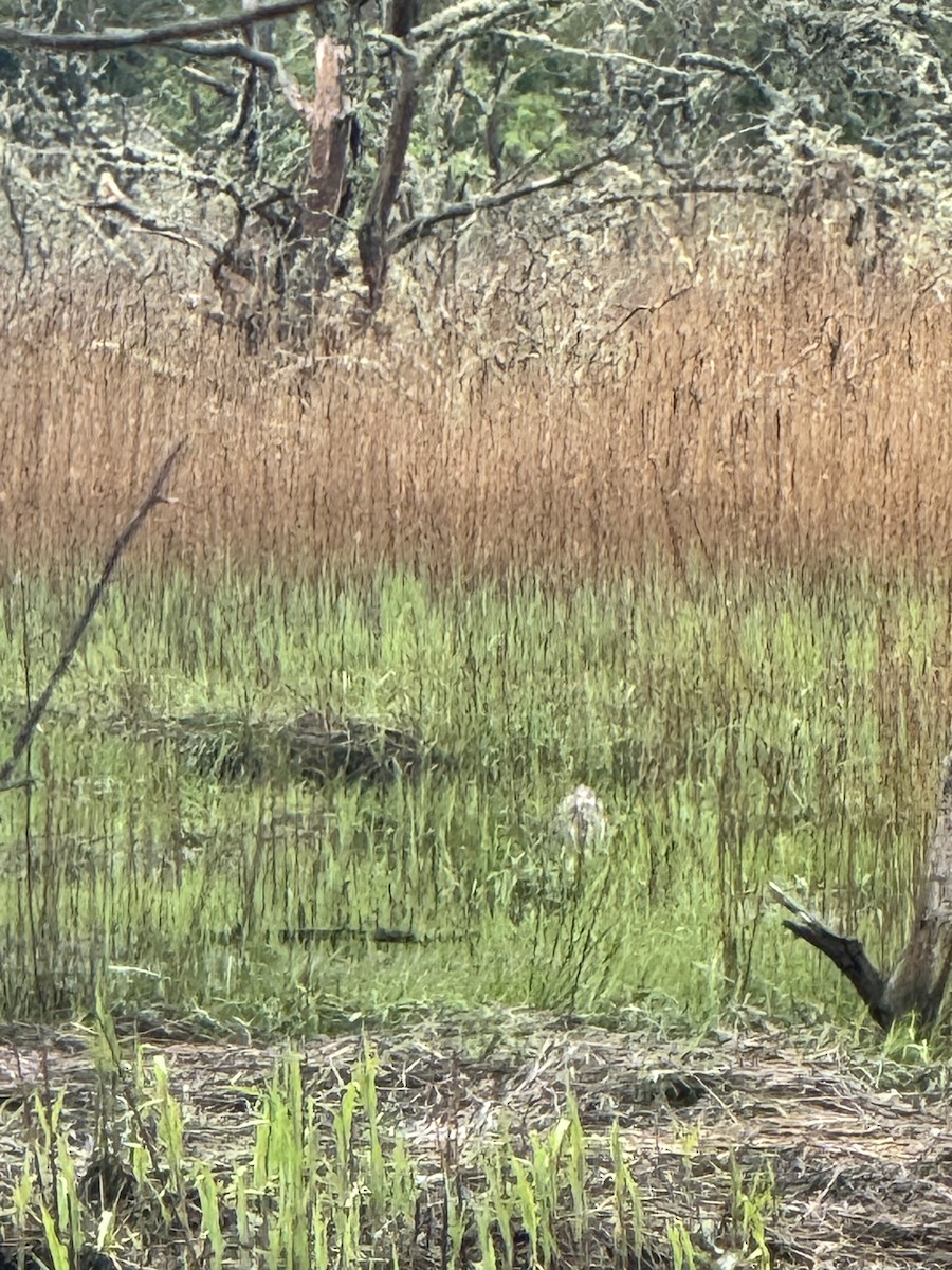 Great Blue Heron - Brandi Sikorski